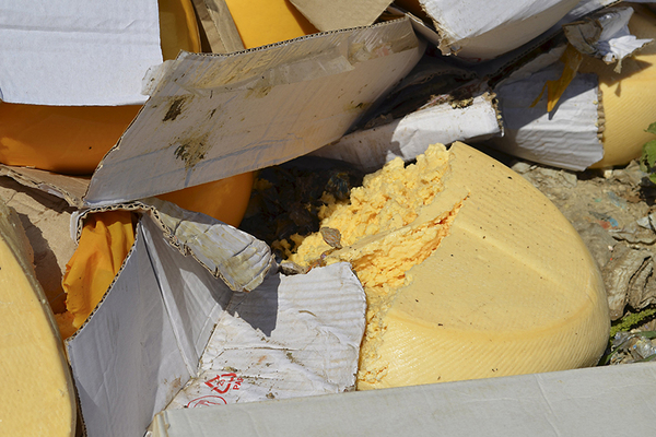 A broken head of cheese lies on the ground as illegally imported food is bulldozed in Russia's Belgorod region. Reuters.