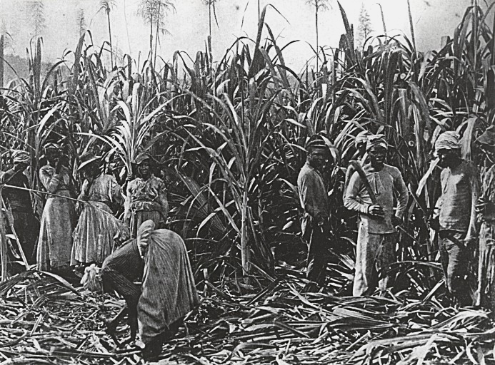 Sugarcane harvesters, Reunion Island c.1885